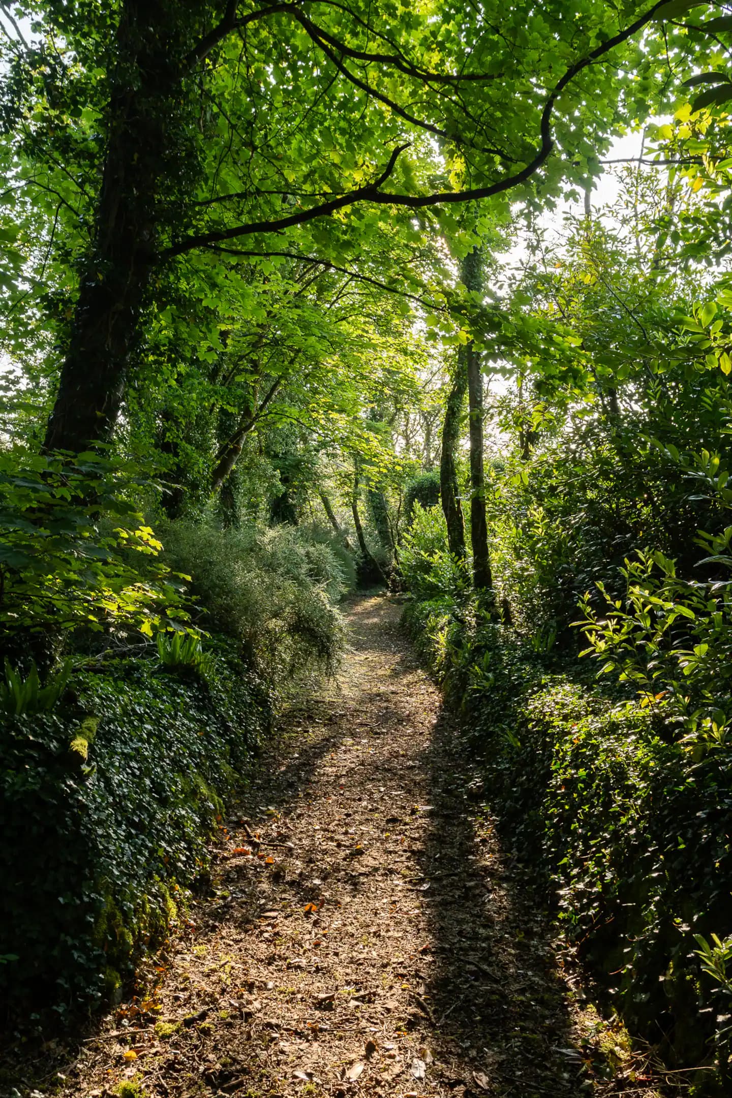 Forest trail through ancient trees