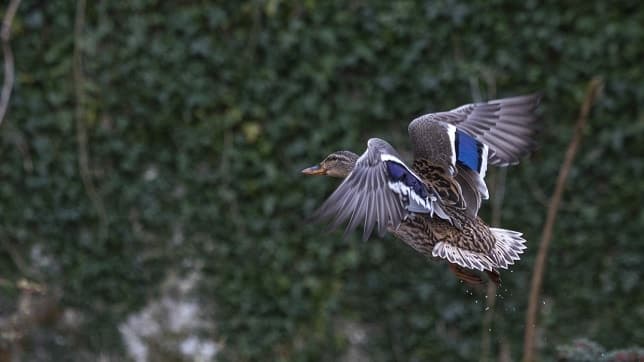 Duck on the Abbert River