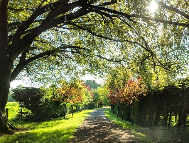 Main driveway lined with trees