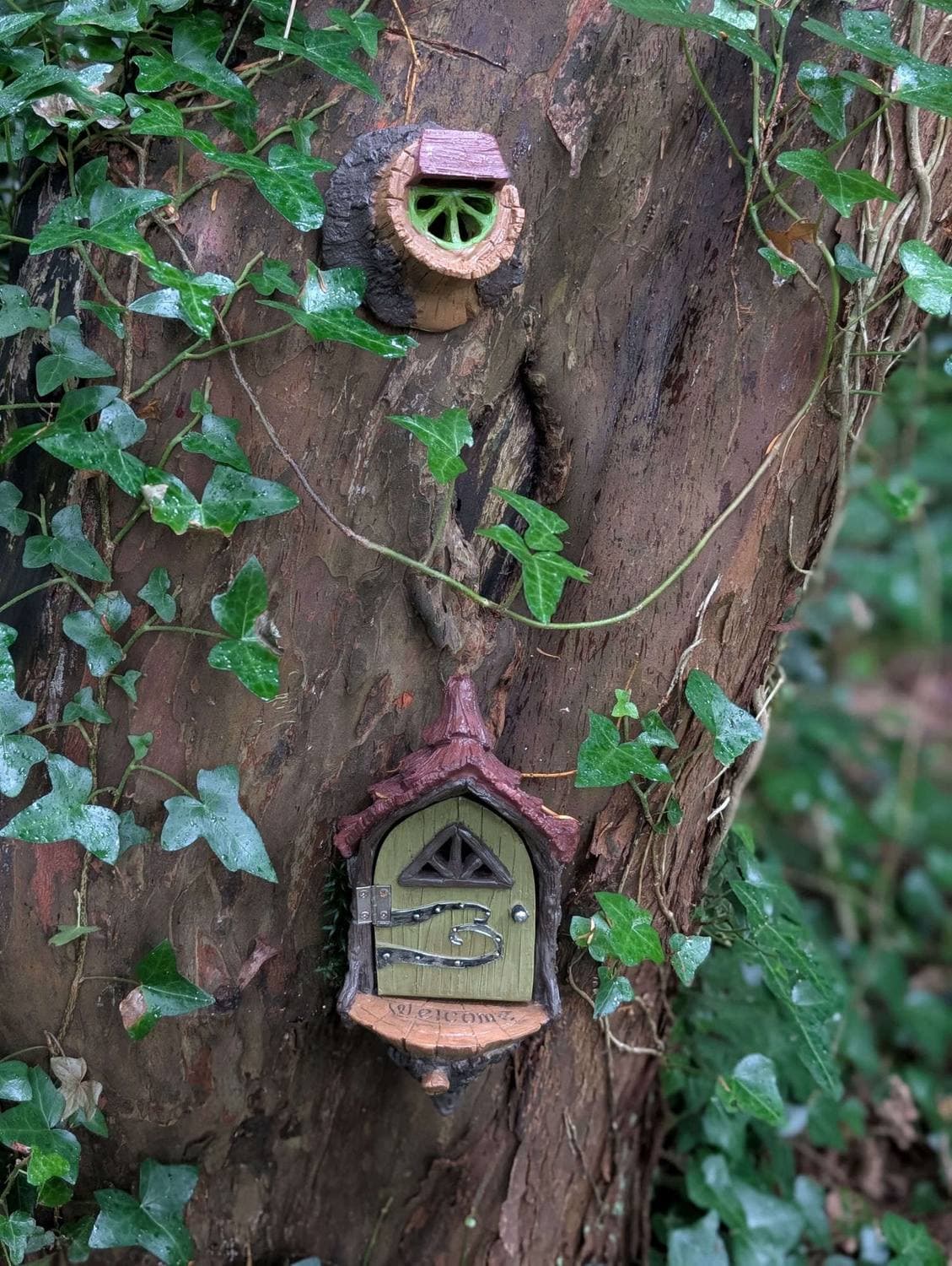 Fairy door and window on an ivy-clad tree on the forest trail