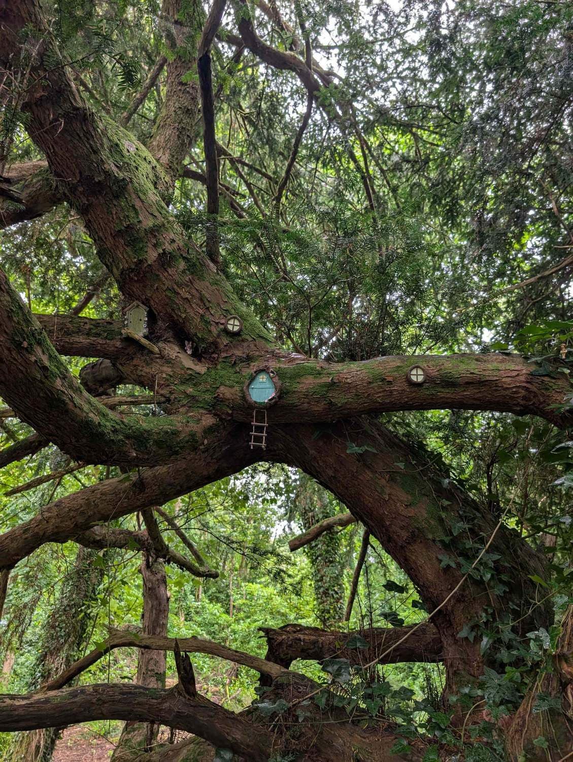 Fairy doors and windows in the branches of an ancient yew on the forest trail