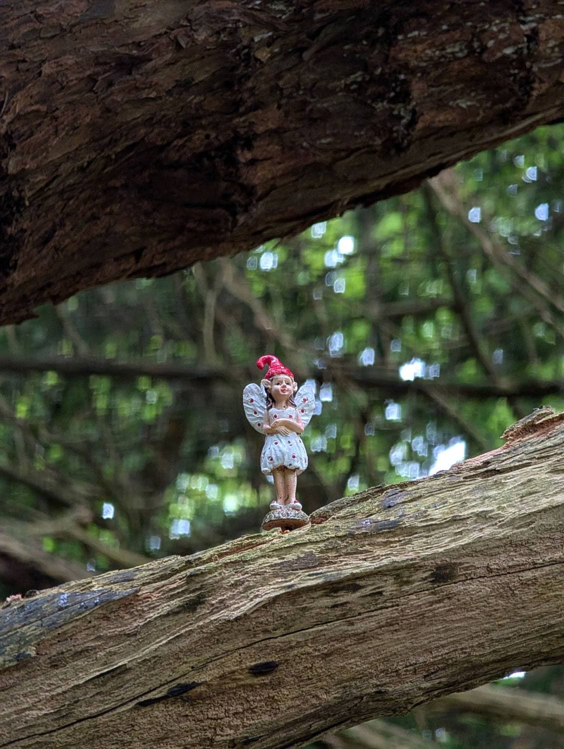 A fairy on a fallen branch along the forest trail