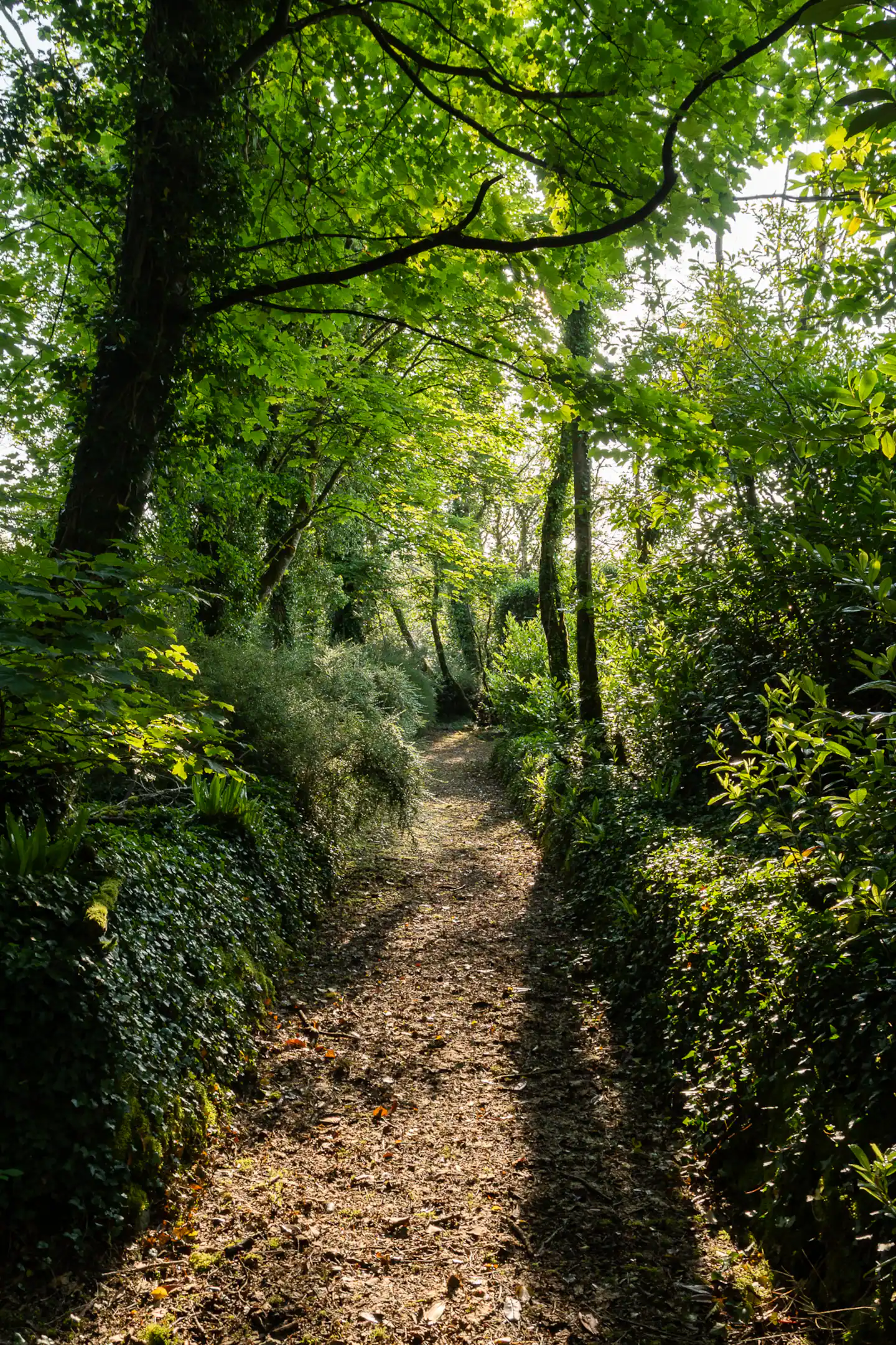 Forest trail through ancient trees