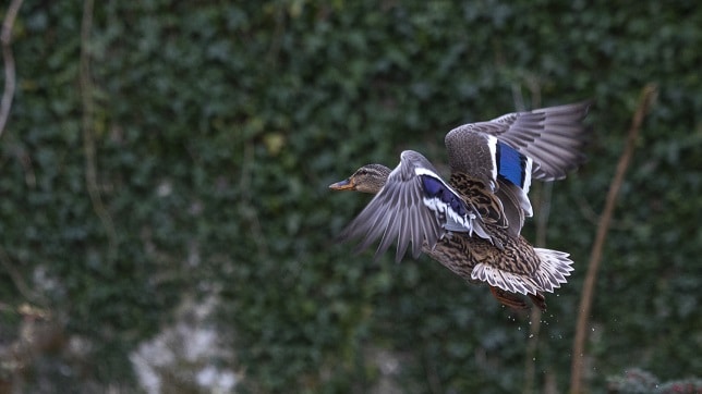 Duck on the Abbert River
