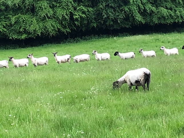 Sheep in the fields